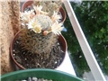 Mammillaria Duwei
